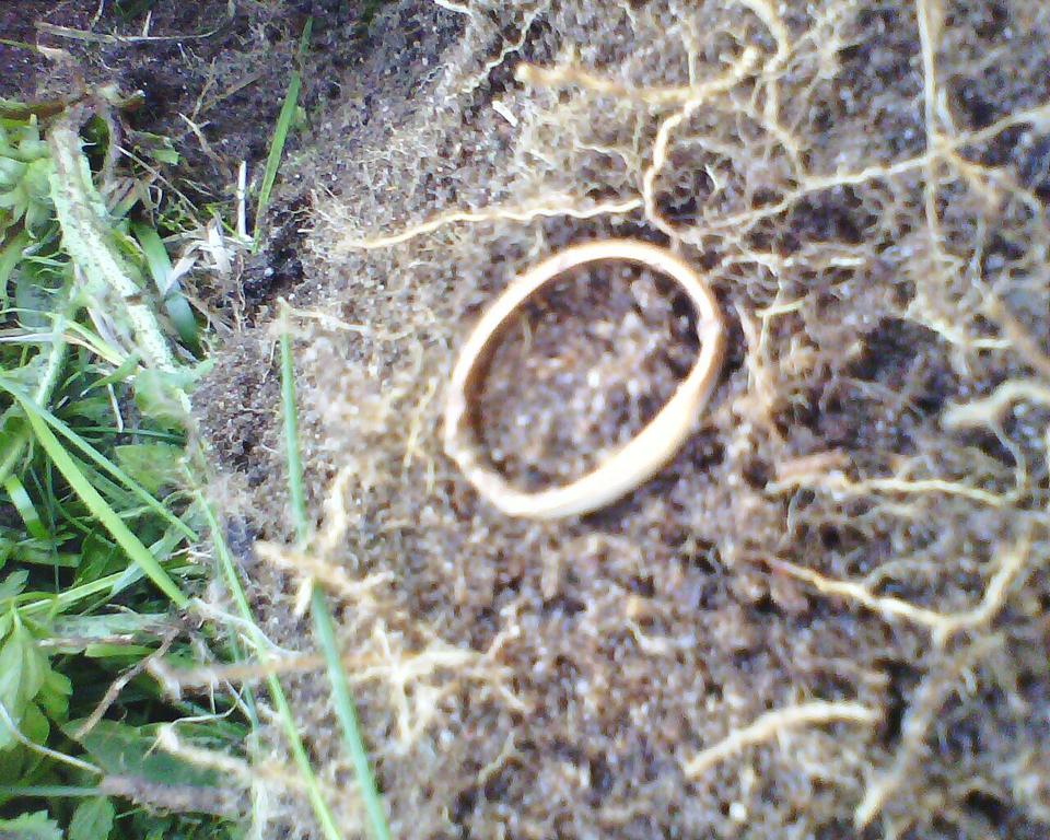 Колечко обручальное. Колечко обручальное.