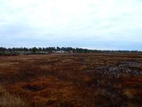 болото болото