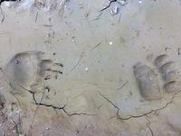 медвежьи следы медвежьи следы