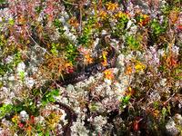 гадюка гадюка