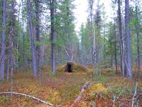 берлога берлога