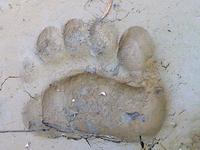 след от медведя след от медведя