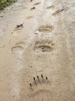 здесь прошел хозяин леса здесь прошел хозяин леса