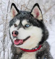 аватар аватар